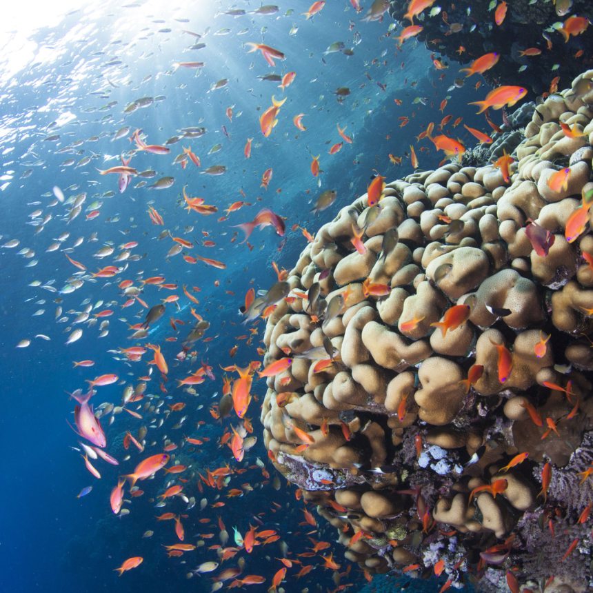 Biologia Anthias