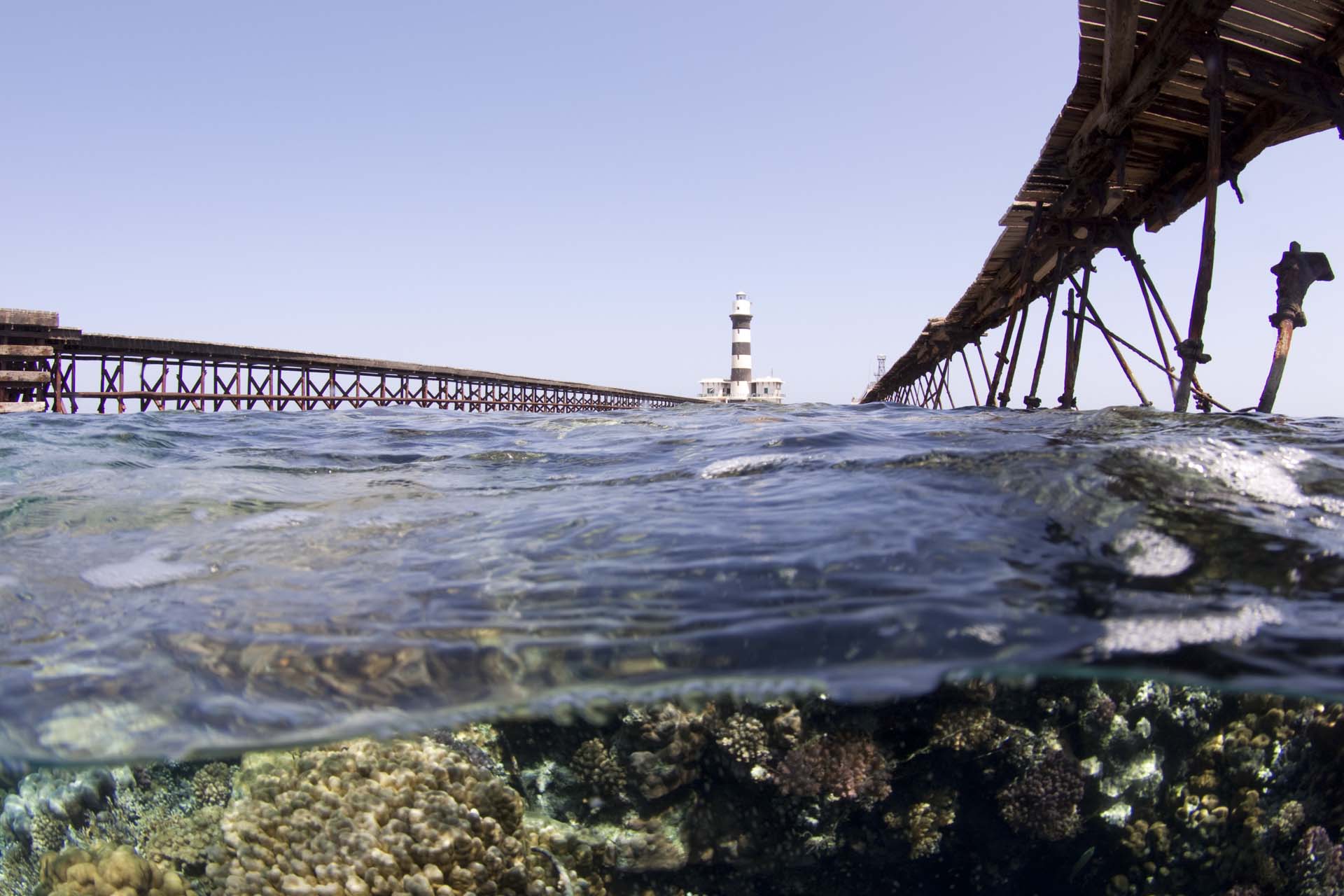 Immagine Daedalus Elphinstone 