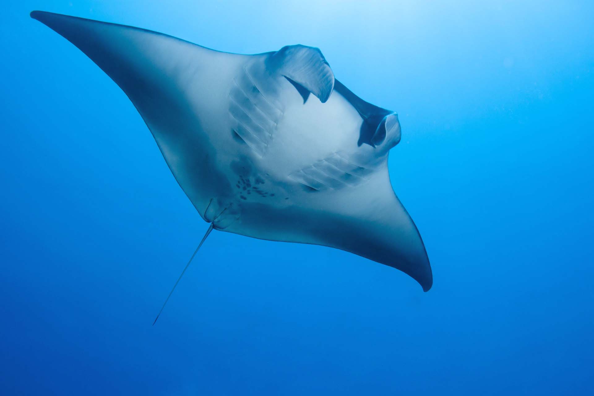 Immagine Daedalus Elphinstone 