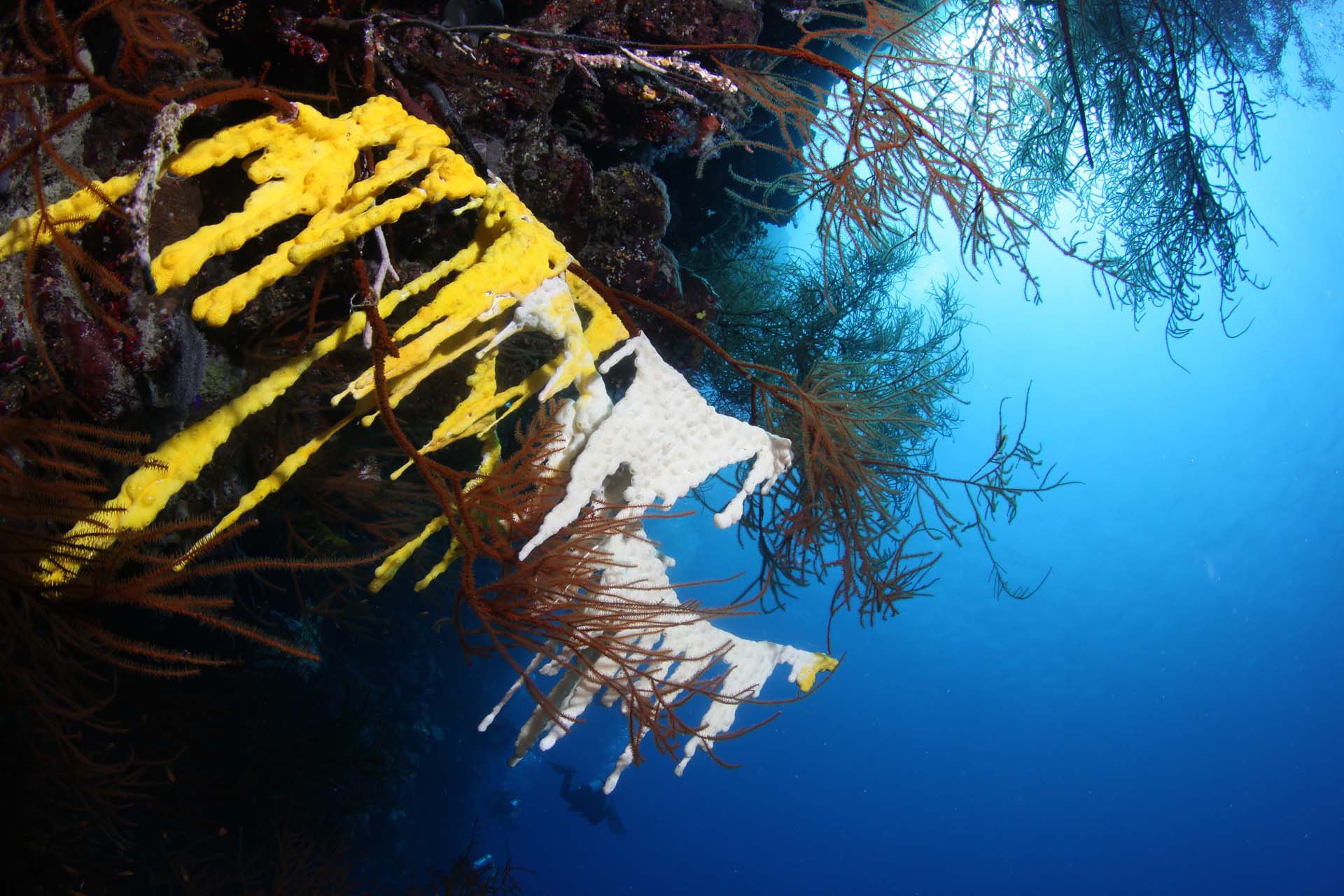 Immagine Farasan Banks 