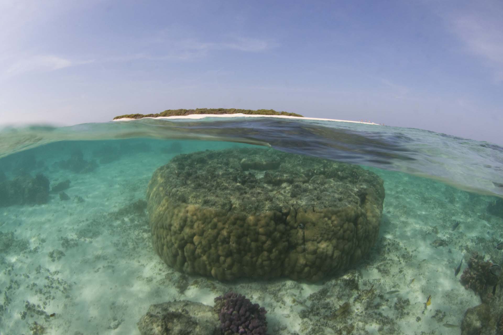 Immagine Farasan South Explorer 