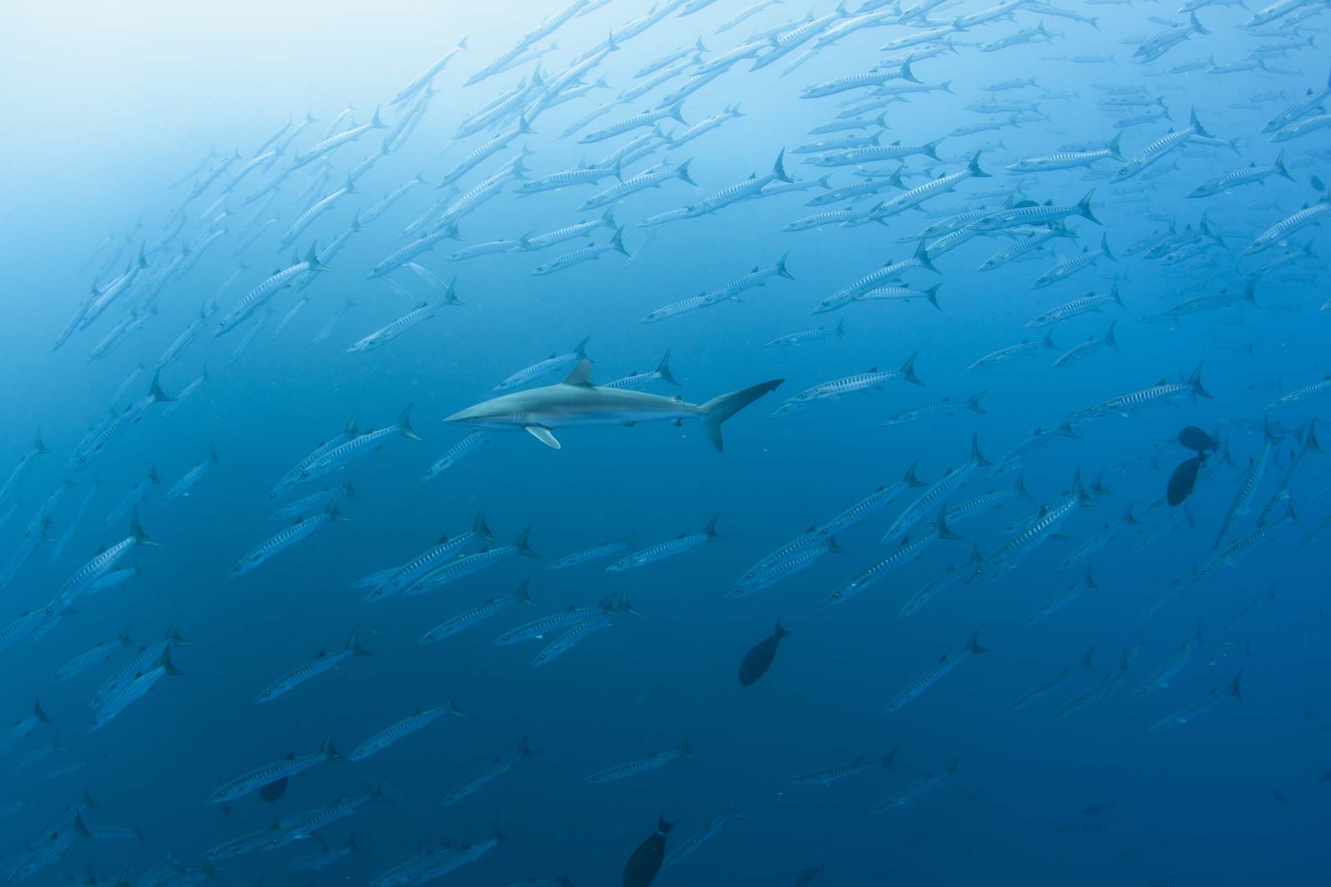 Immagine Farasan South Explorer 