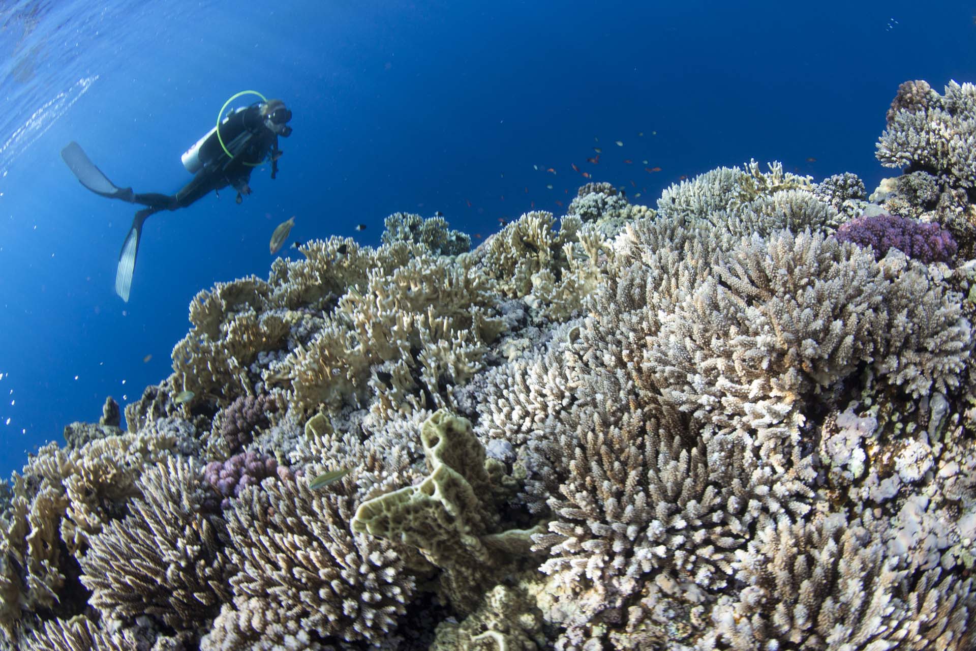 Immagine Seven Reefs 