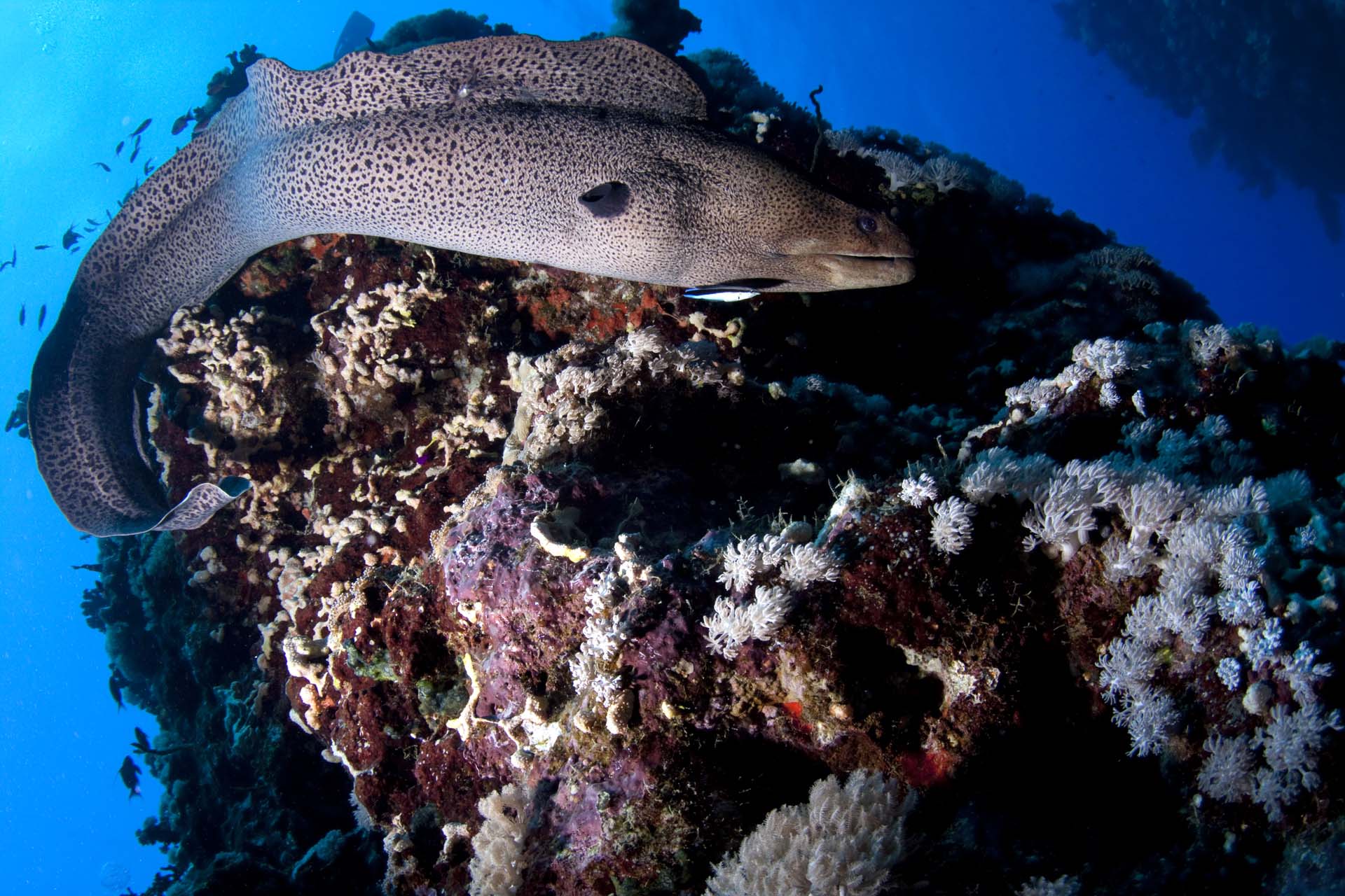 Immagine Seven Reefs 