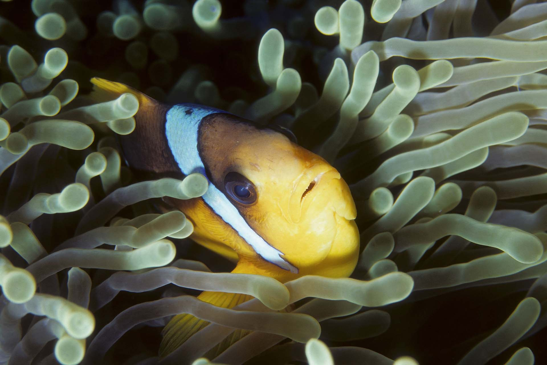 Immagine Seven Reefs 
