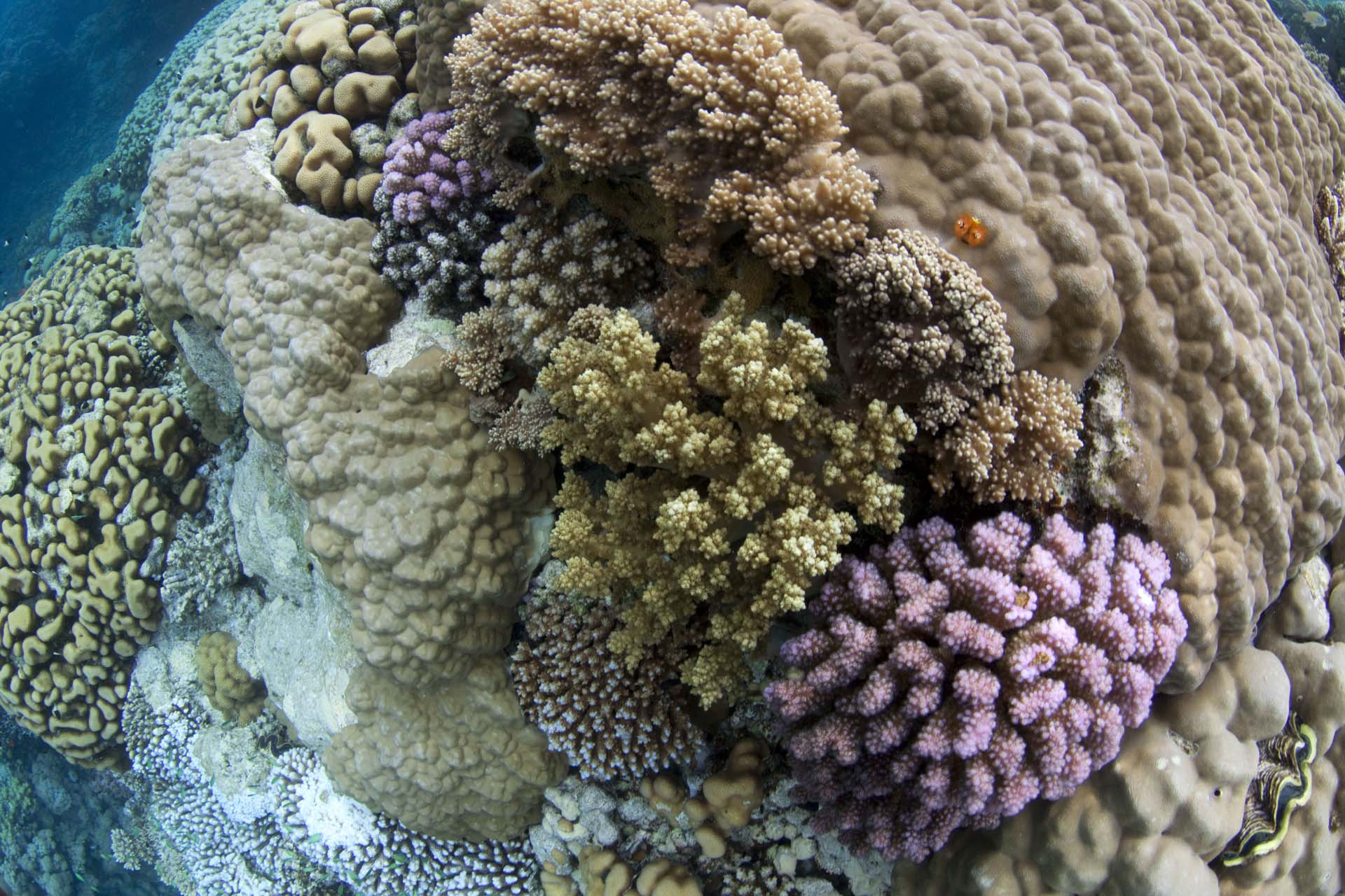 Immagine Seven Reefs e Five Sisters 