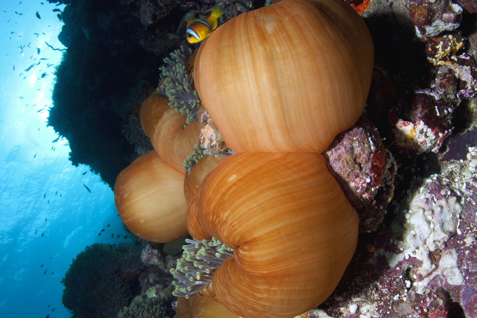 Immagine Seven Reefs e Five Sisters 
