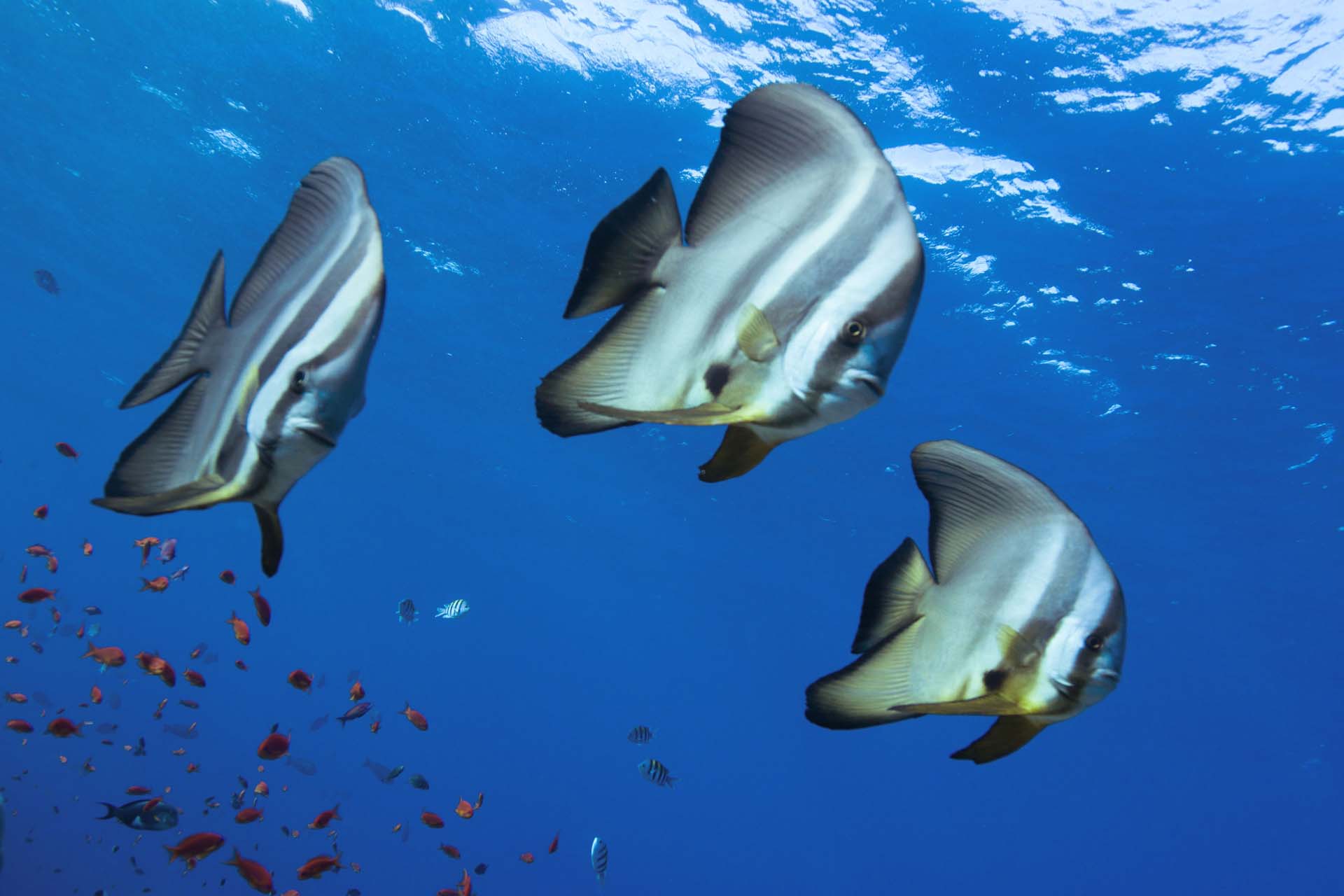 Immagine Seven Reefs e Five Sisters 