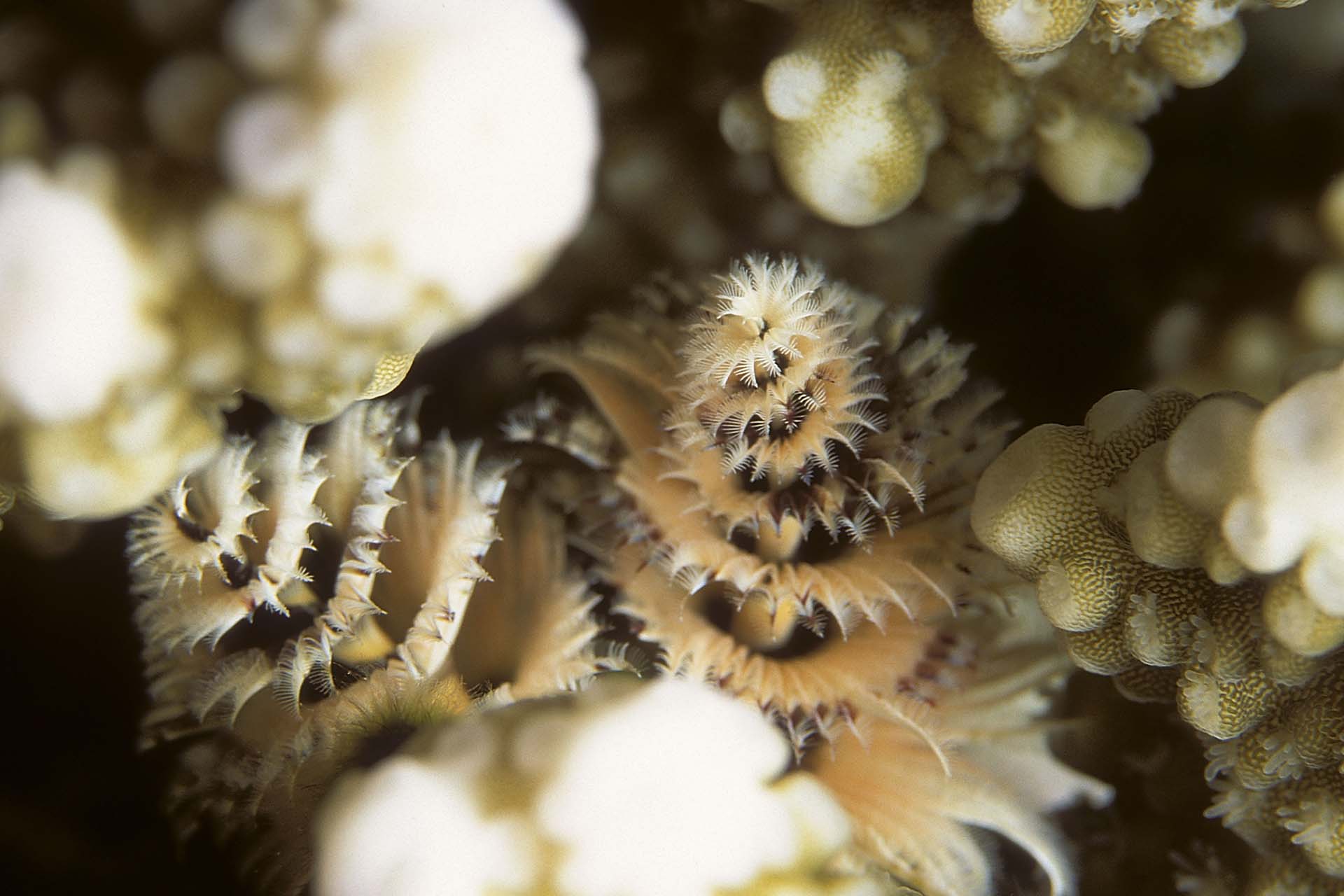 Immagine Seven Reefs e Five Sisters 