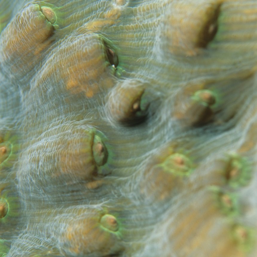 Immersioni Banana reef nord