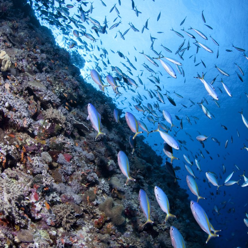 Immersioni Careless reef