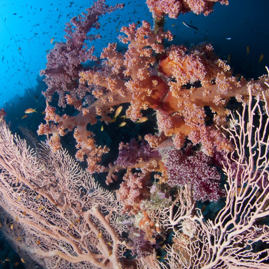 Immersioni Gorgonia sud