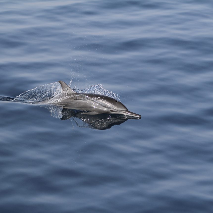 Immersioni Ile du Requins est