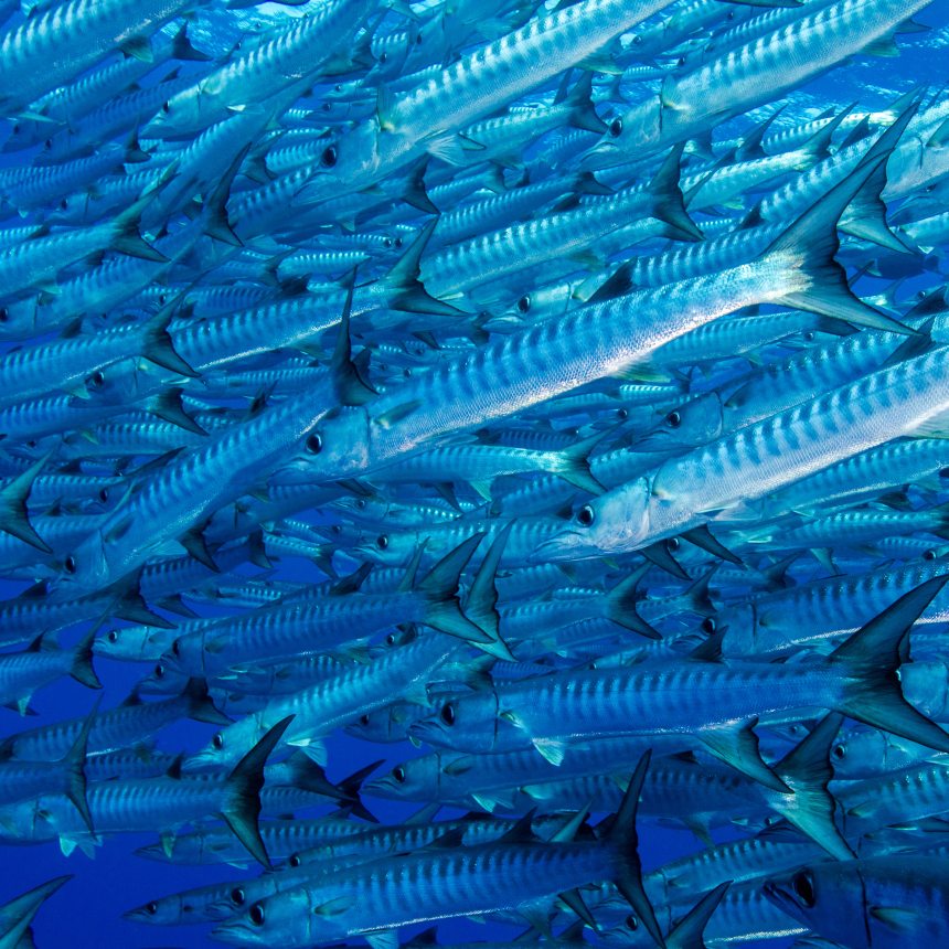 Immersioni Long reef sud