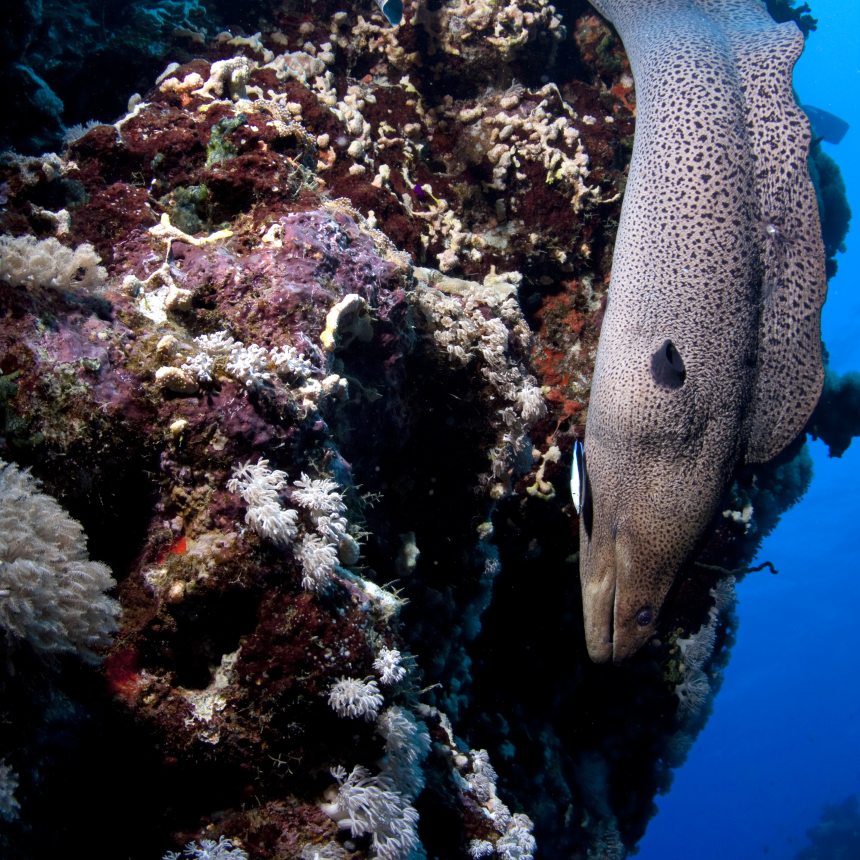 Immersioni Marsa Egla