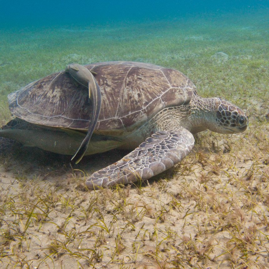 Immersioni Marsa Shoona nord