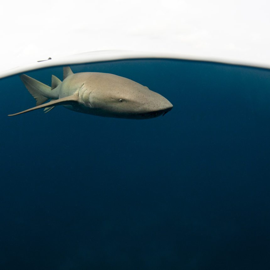 Immersioni Paradise reef sud