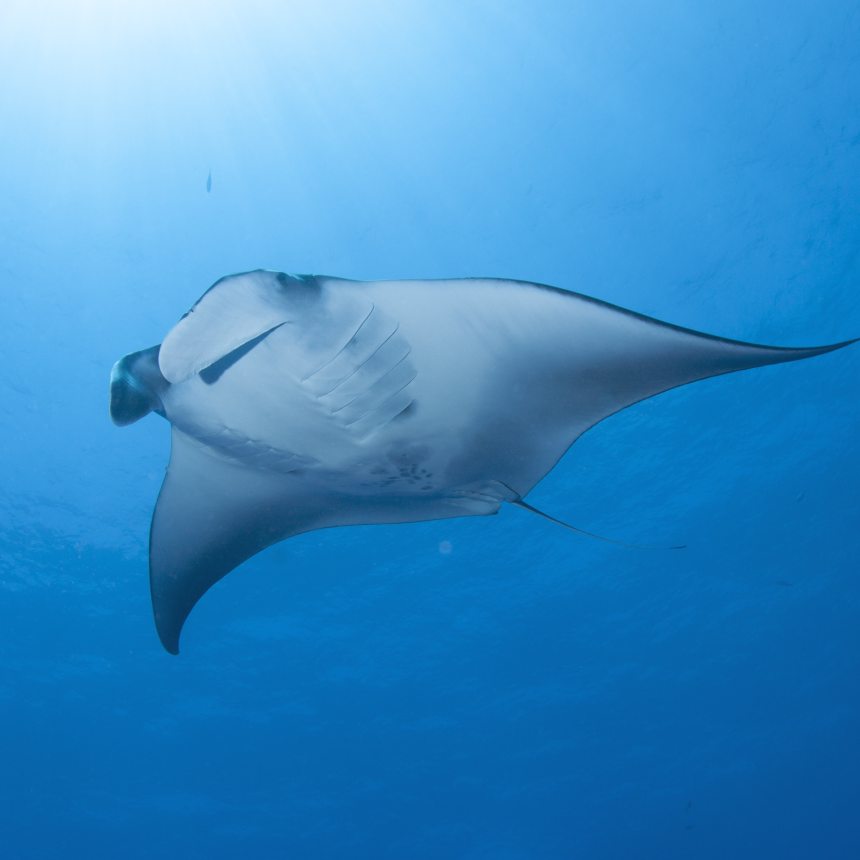 Immersioni Poura reef