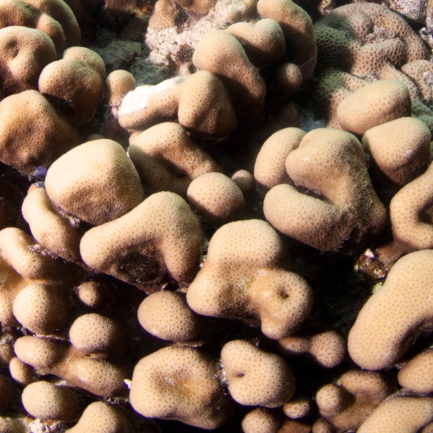 Immersioni Shaab Eshta sud