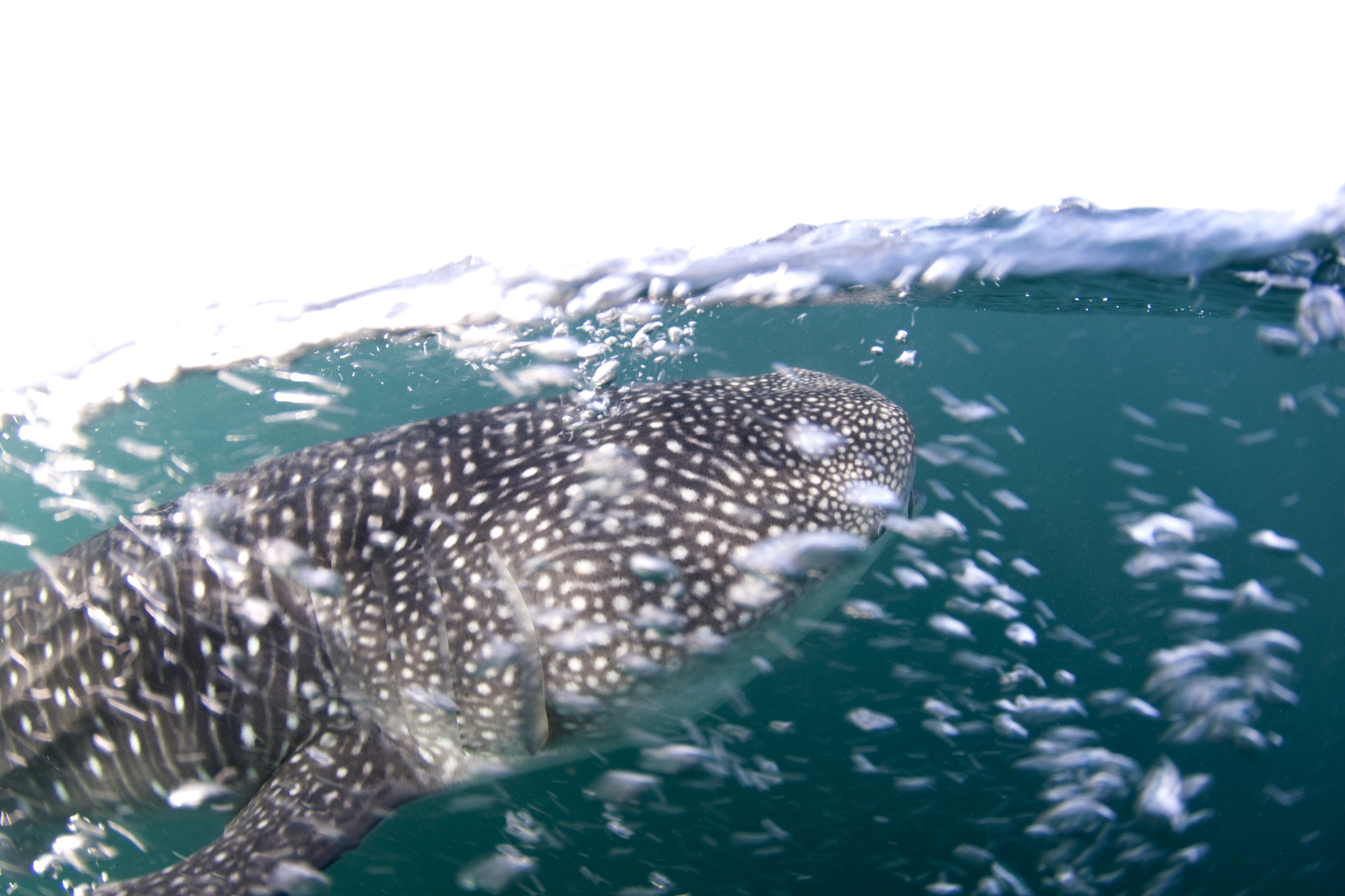 Immagine GIBUTI Whale Shark Expedition