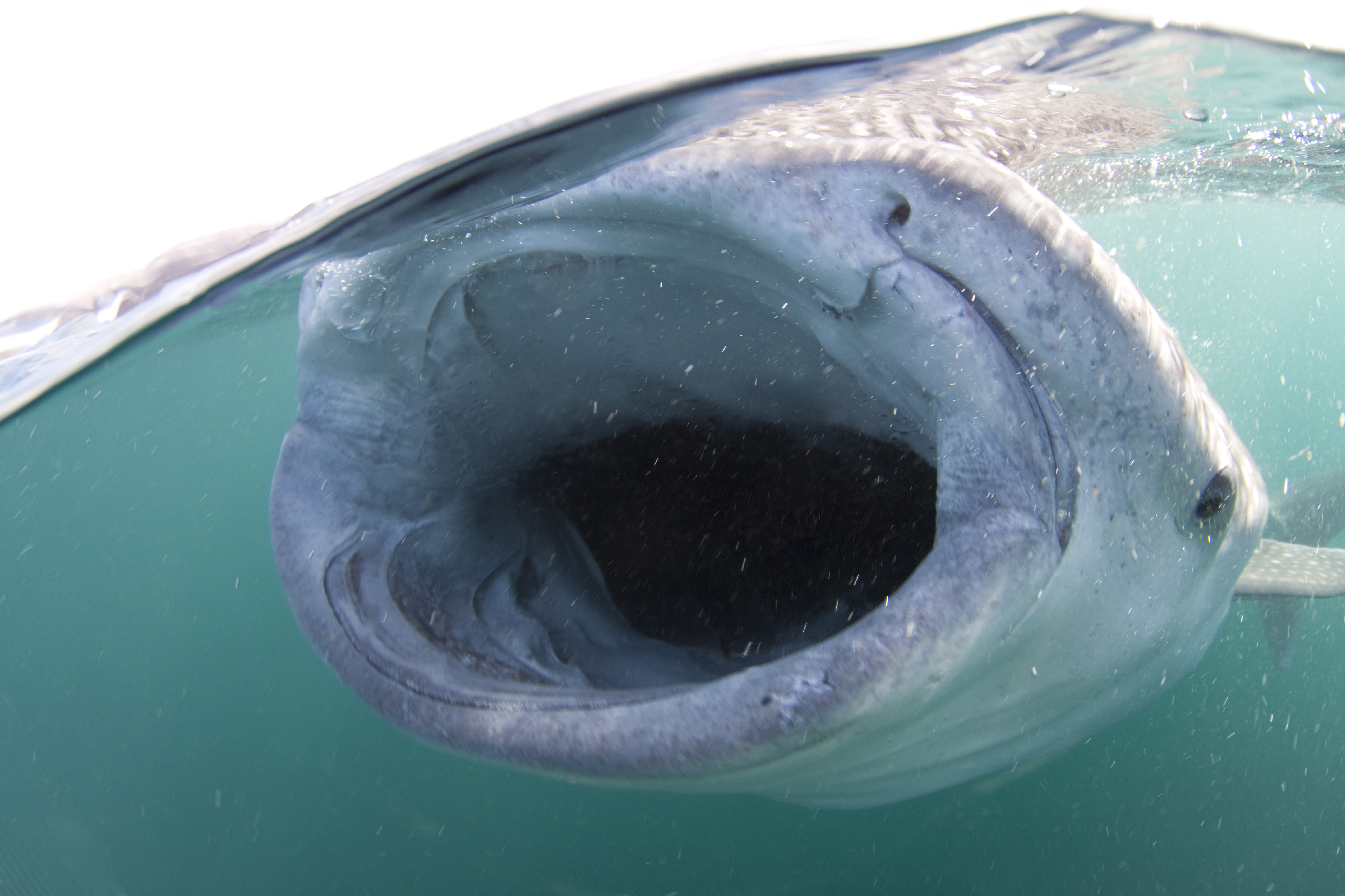 Immagine GIBUTI Whale Shark Expedition 
