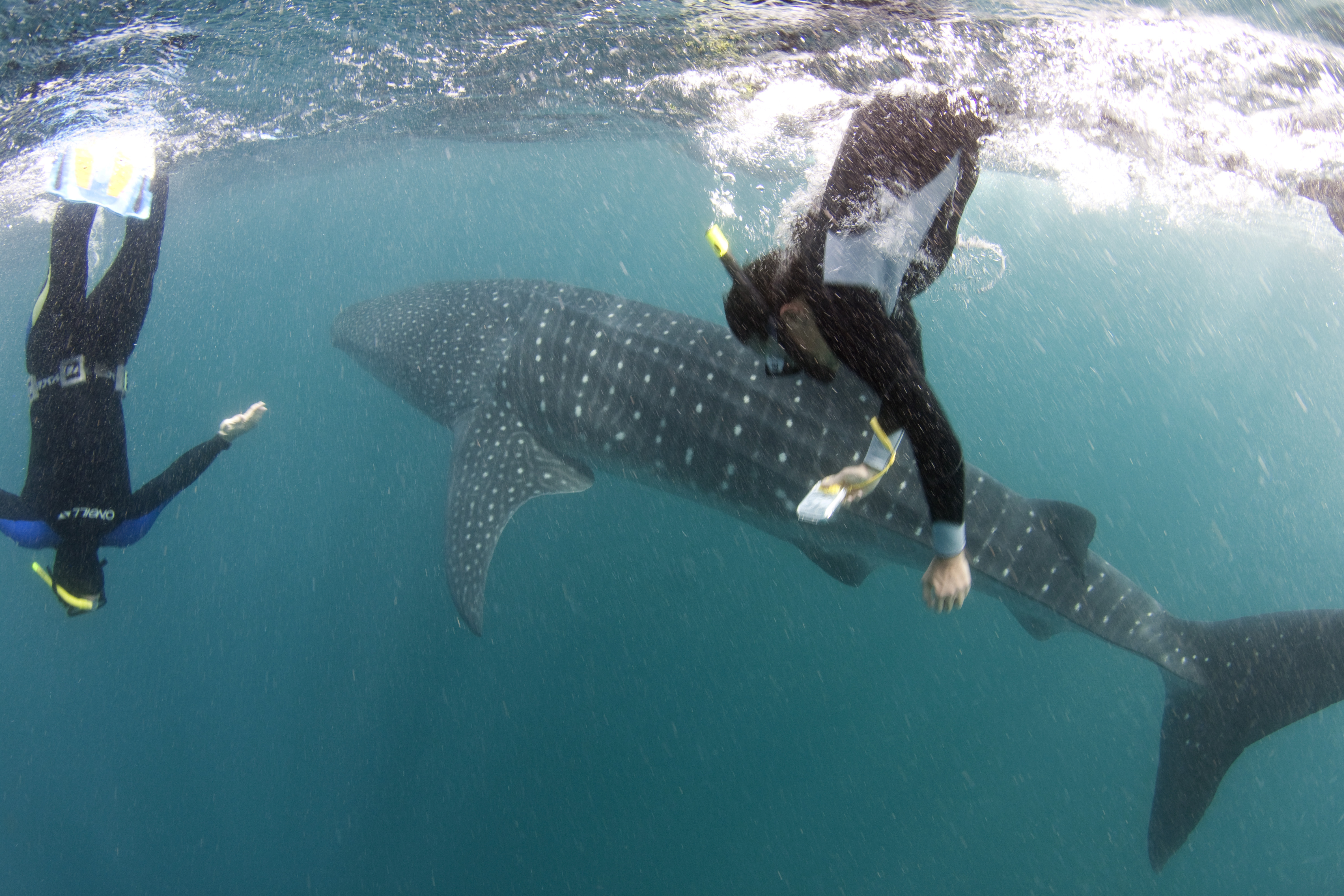 Immagine GIBUTI Whale Shark Expedition 
