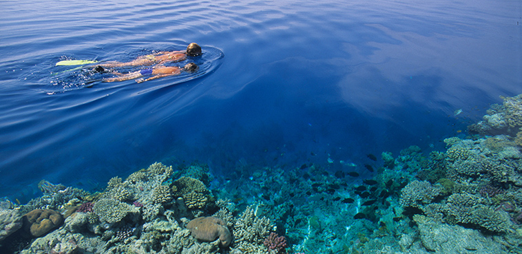 Immagine Isole e Reef del MAR ROSSO 