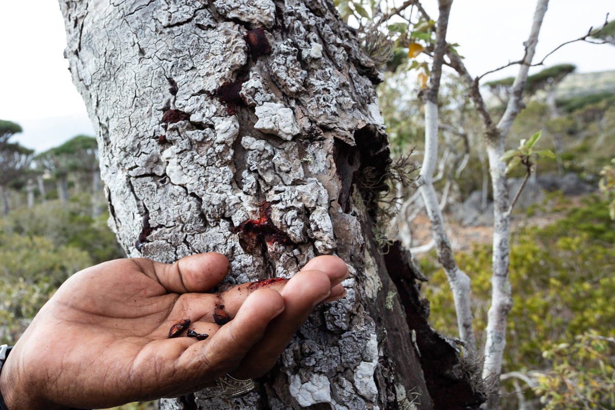 Immagine Socotra 