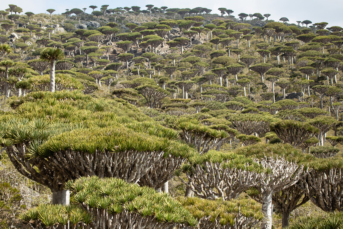Immagine Socotra 